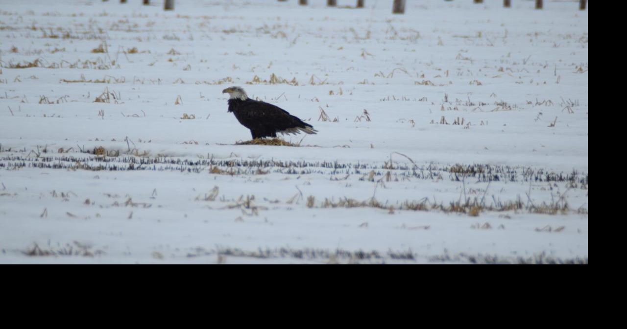 Colder with snow chances | Weather | waow.com