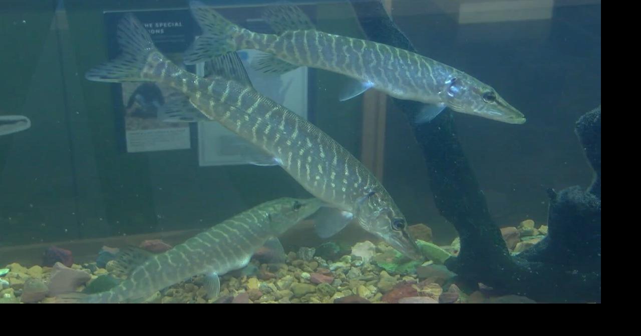 How DNR fish hatcheries impact Wisconsin waters News