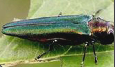 Emerald Ash bug