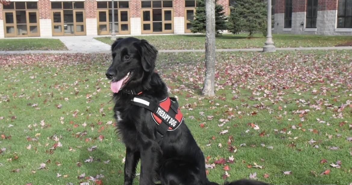 Wausau Police Department mourns the loss of their therapy dog, Badge