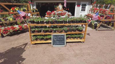 free flowers