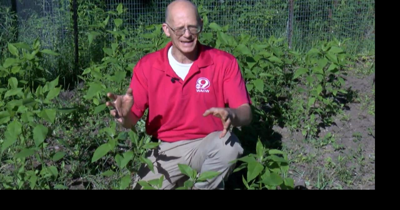 New super potatoes for 2026 - Garden Goodies