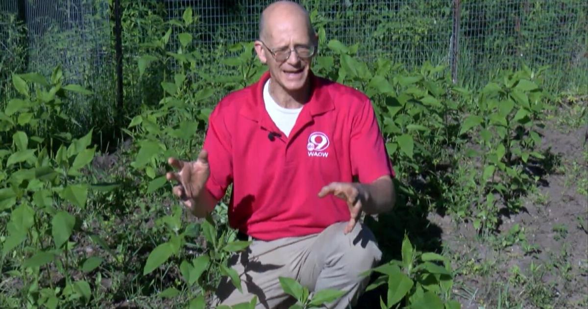 New super potatoes for 2026 - Garden Goodies