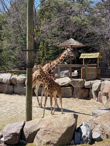 The Wildwood Wildlife Park Zoo & Safari welcomes its first baby giraffe |  News 