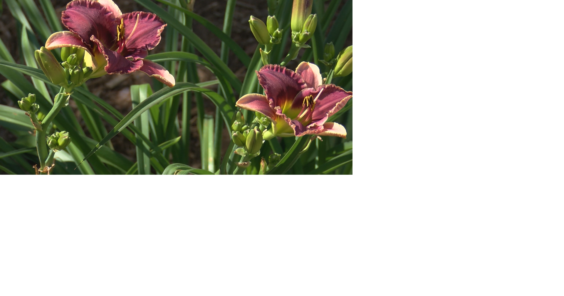 Flower aficionados in our area - Garden Goodies 2026