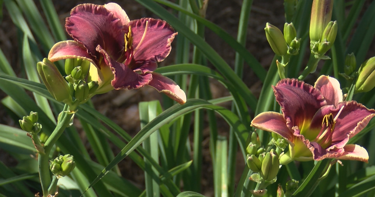 Flower aficionados in our area - Garden Goodies 2026