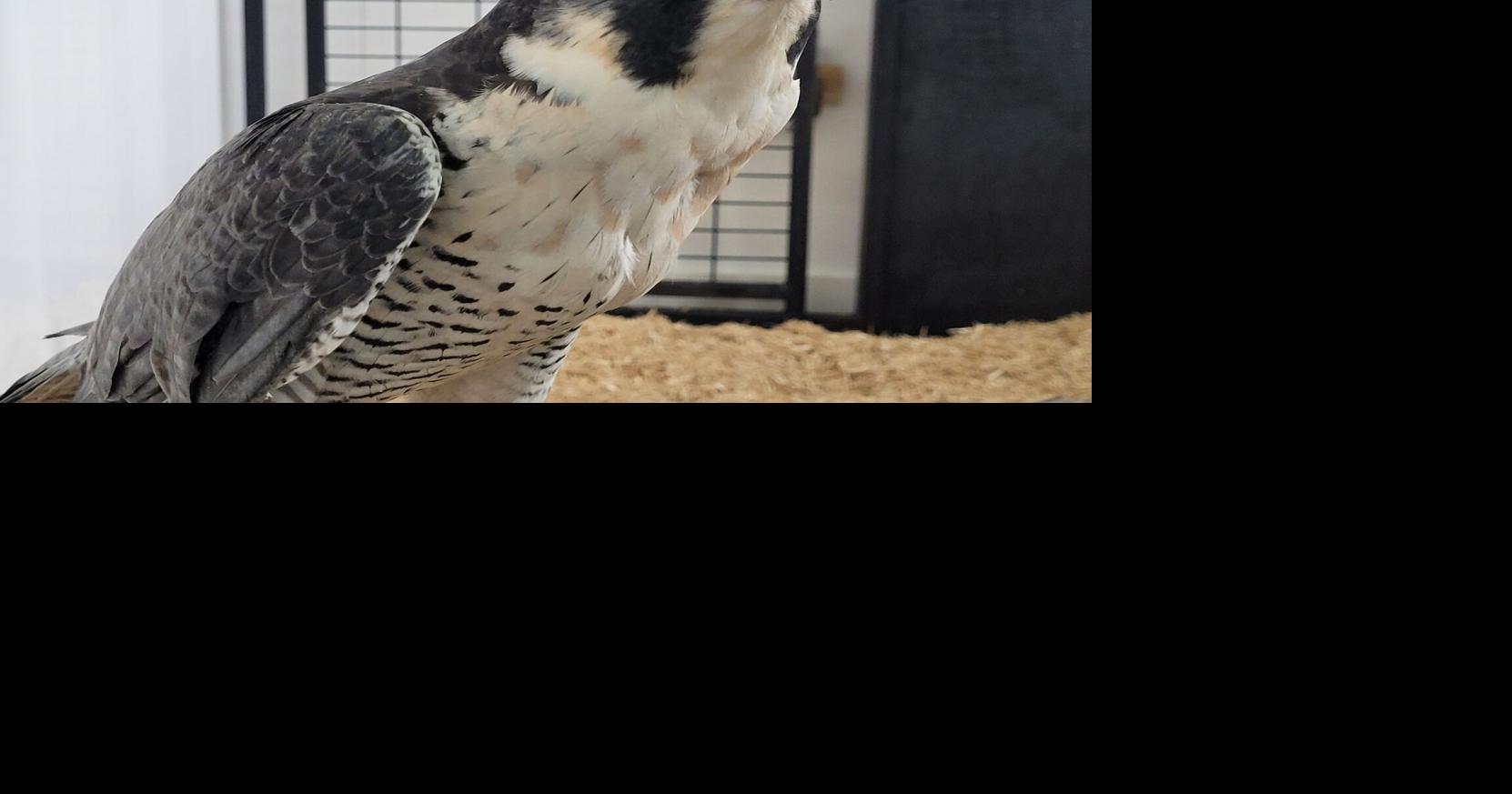 Peregrine falcon, named after Amelia Earhart, coming to Wildwood Park ...