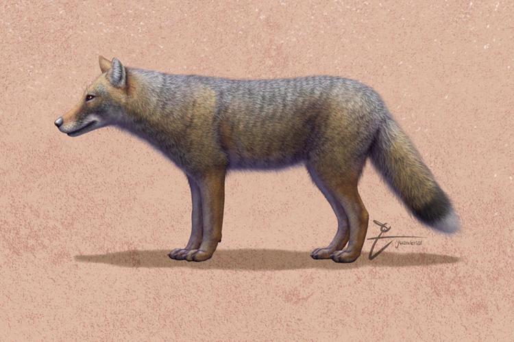 Foxes were once humans' best friends, study says | Zoology | waow.com