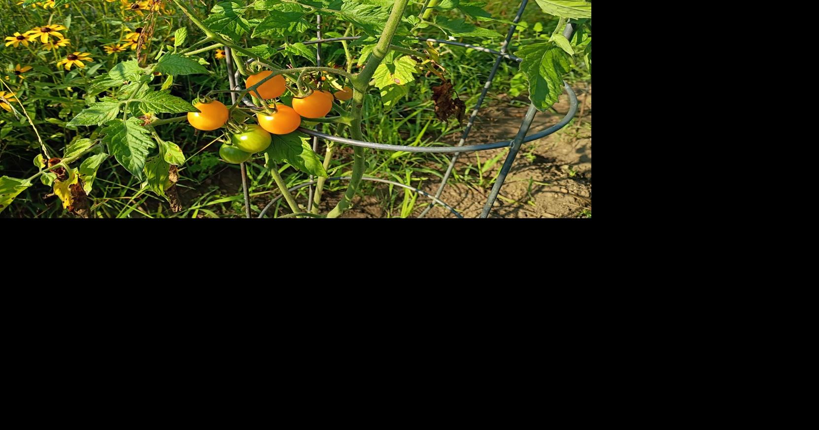 Triage while weeding turns to triage while watering - Garden Goodies 2026
