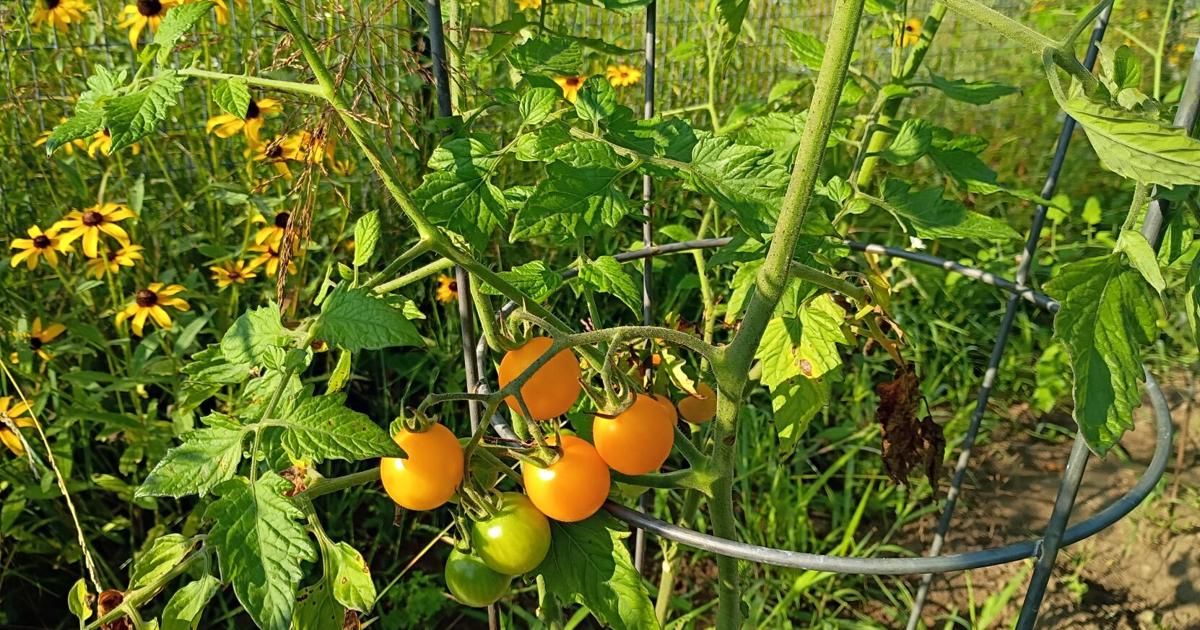 Triage while weeding turns to triage while watering - Garden Goodies 2026