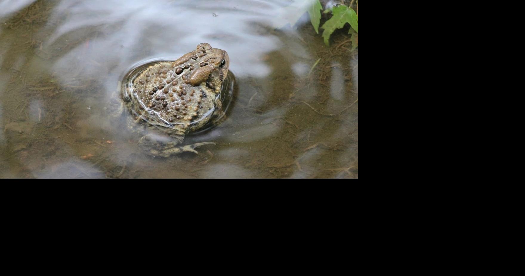 What’s that sound? Wisconsin DNR seeks volunteers for frog, toad survey