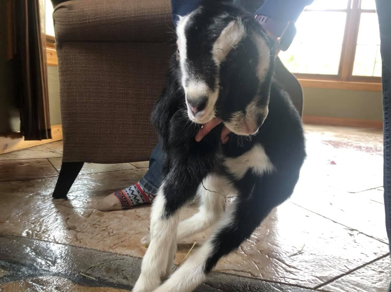 Two-headed goat born at Nueske Farms in Wittenberg | News