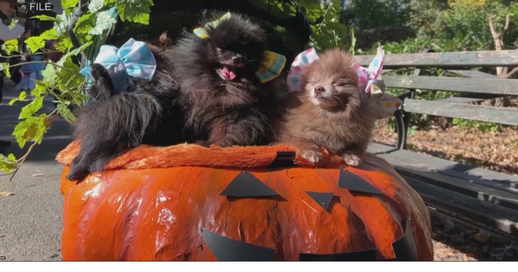 Tweet by AVMA (American Veterinary Medical Association)