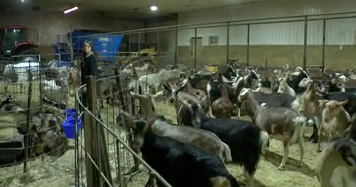 Birnamwood teen receives national FFA honor for goat farming