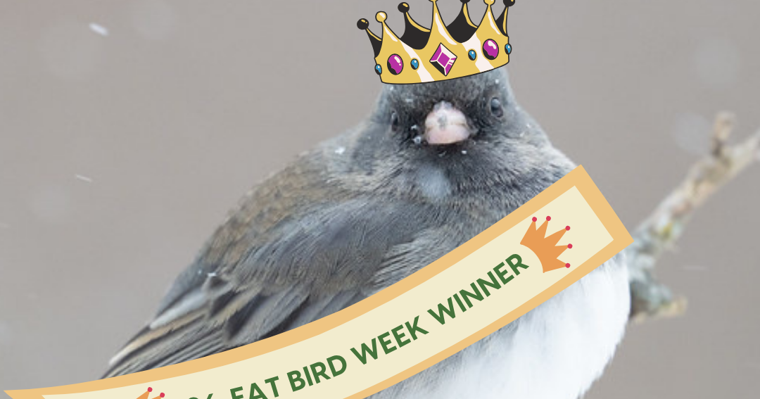 Wisconsin's fattest bird crowned as 'Jiggly Junco' wins statewide competition