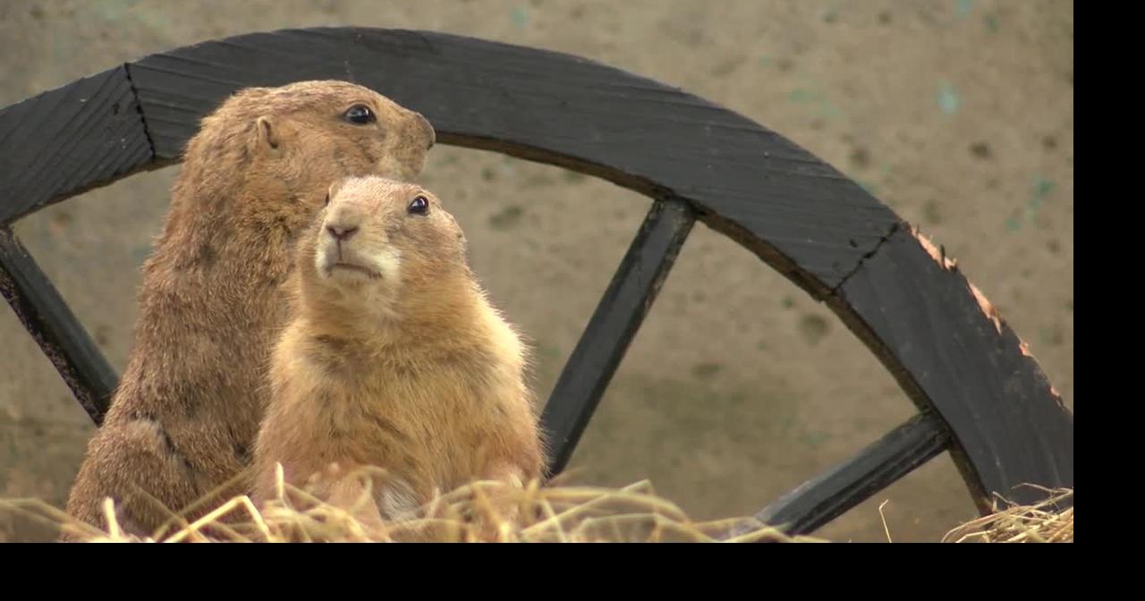 is a groundhog and prairie dog the same