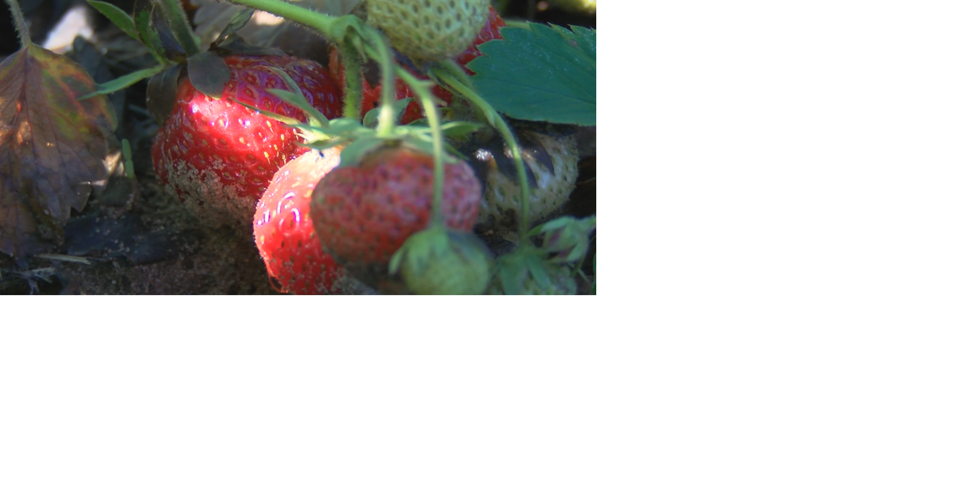Wisconsin strawberry season begins amid weather challenges