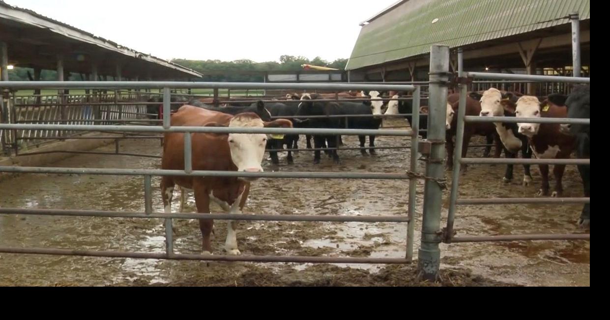 Wisconsin farmers are feeling the impact as tariffs and beef imports shift the market