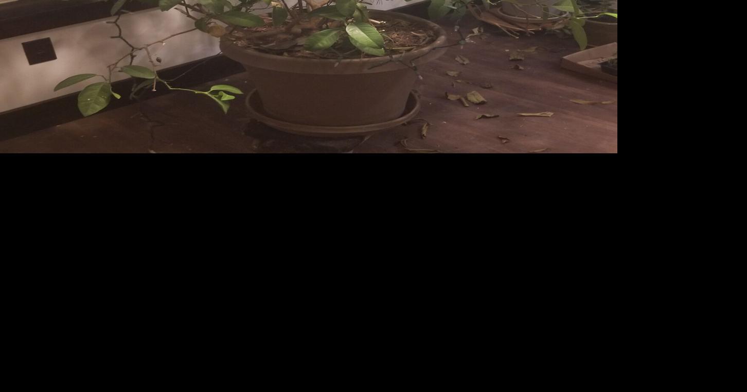 Continuing the lemon tree tradition, Garden Goodies 2026