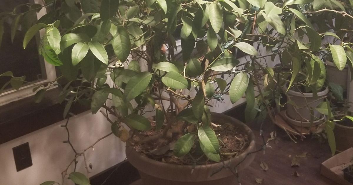 Continuing the lemon tree tradition, Garden Goodies 2026