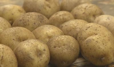 Potato shortage