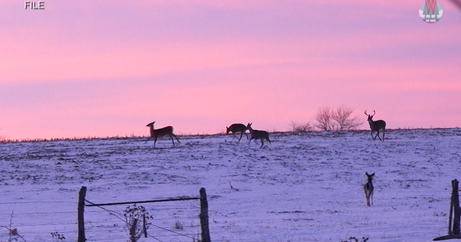 DNR to hold annual fish and wildlife spring hearings
