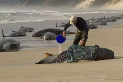 200 whales dead, 35 remain alive after mass stranding in Australia