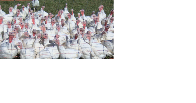 Turkey numbers bouncing back - Vimarsana News