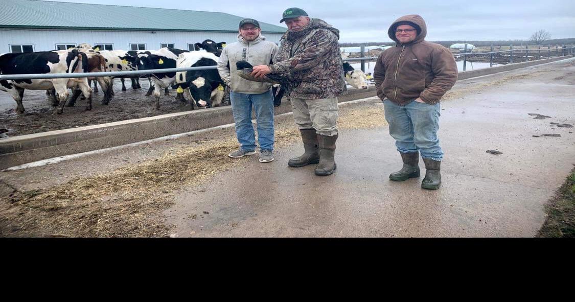 "Loon fallout" Loons rendered unable to fly, crash land in Wausau and