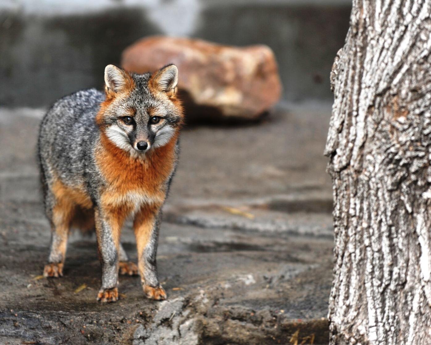 Wildwood Park & Zoo's 'Shadow' the gray fox dies | News 