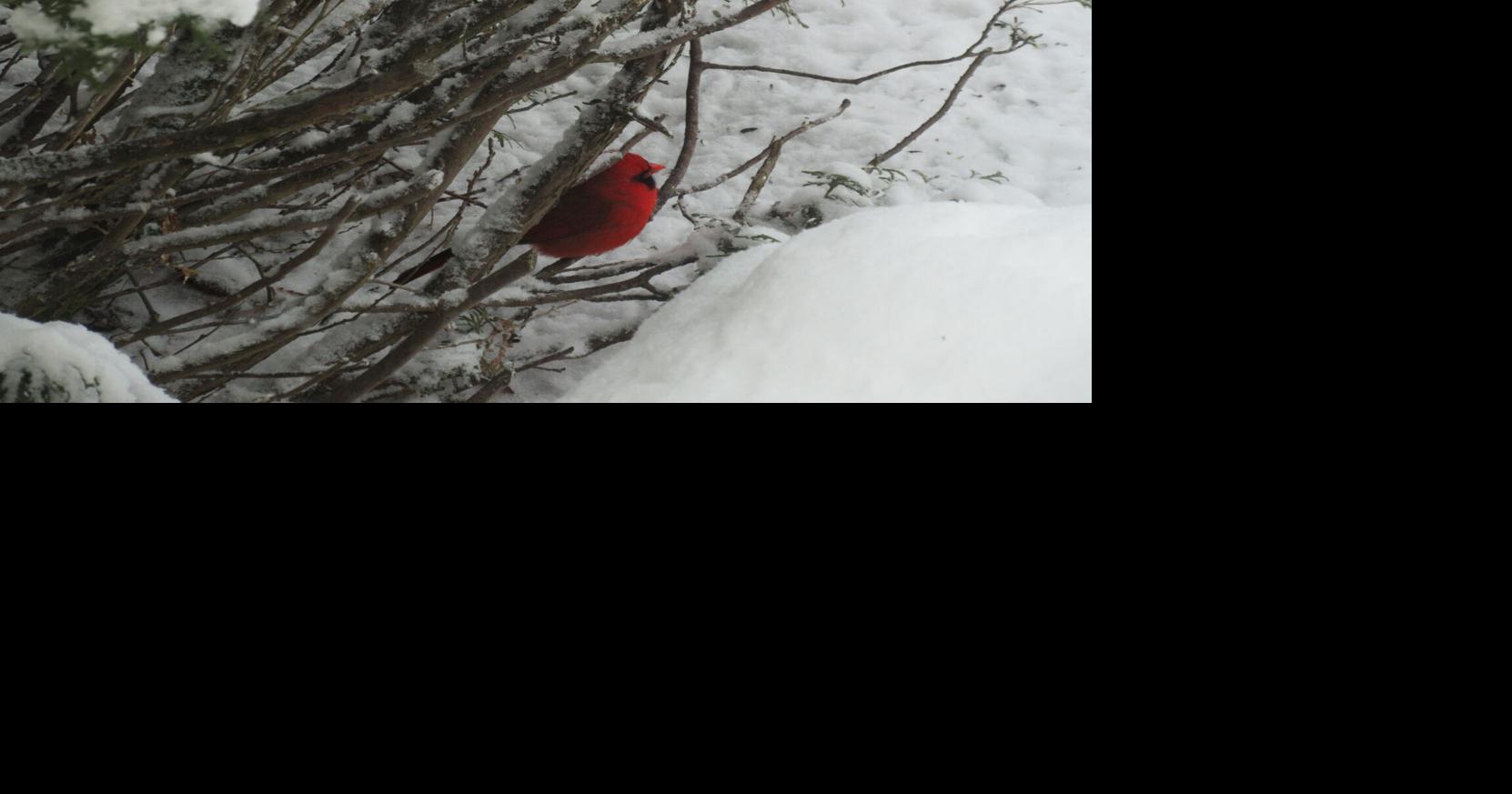 A new year and more cold weather