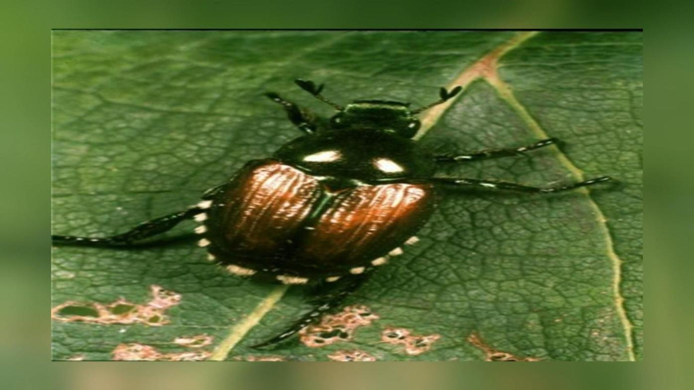Japanese beetles could spread across Washington in 20 years