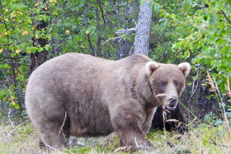 In a thrilling rematch, the winner of Fat Bear Week 2024 is …