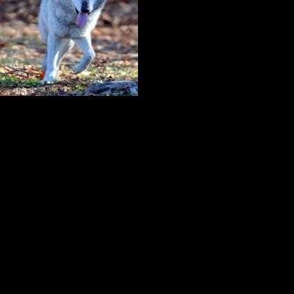 Wildwood Zoo mourns the loss of beloved timber wolf Malakai at age 15