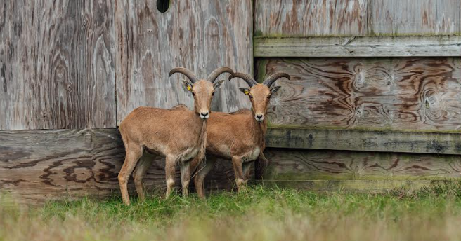 Wildwood Park and Zoo welcomes new audad ewes