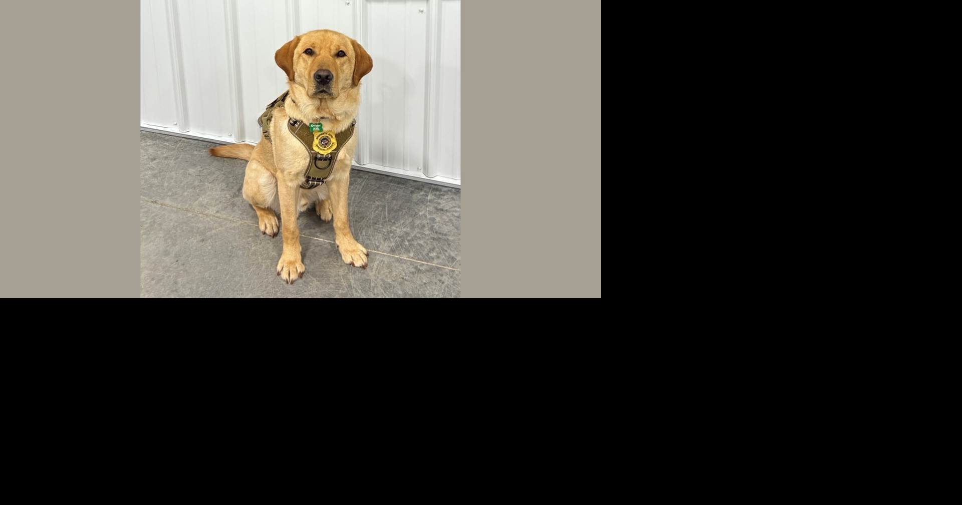 Meet Granger: Wisconsin DOJ's new canine detective sniffs out hidden electronics