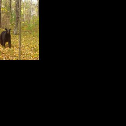 Wisconsin to issue record number of licenses for fall bear hunt