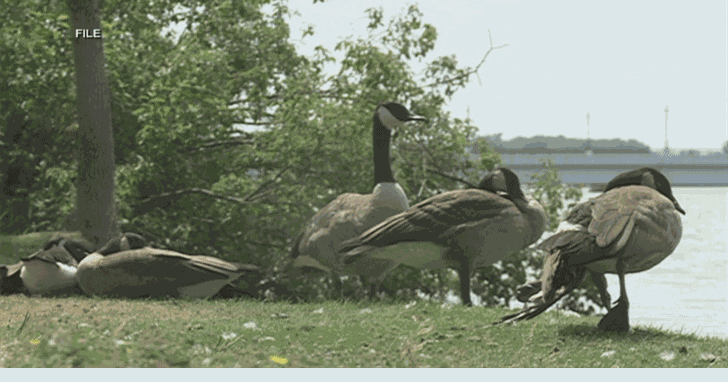 Canada goose hotsell kills quiz