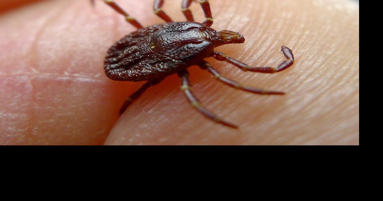 Send in your ticks to help Marshfield researchers