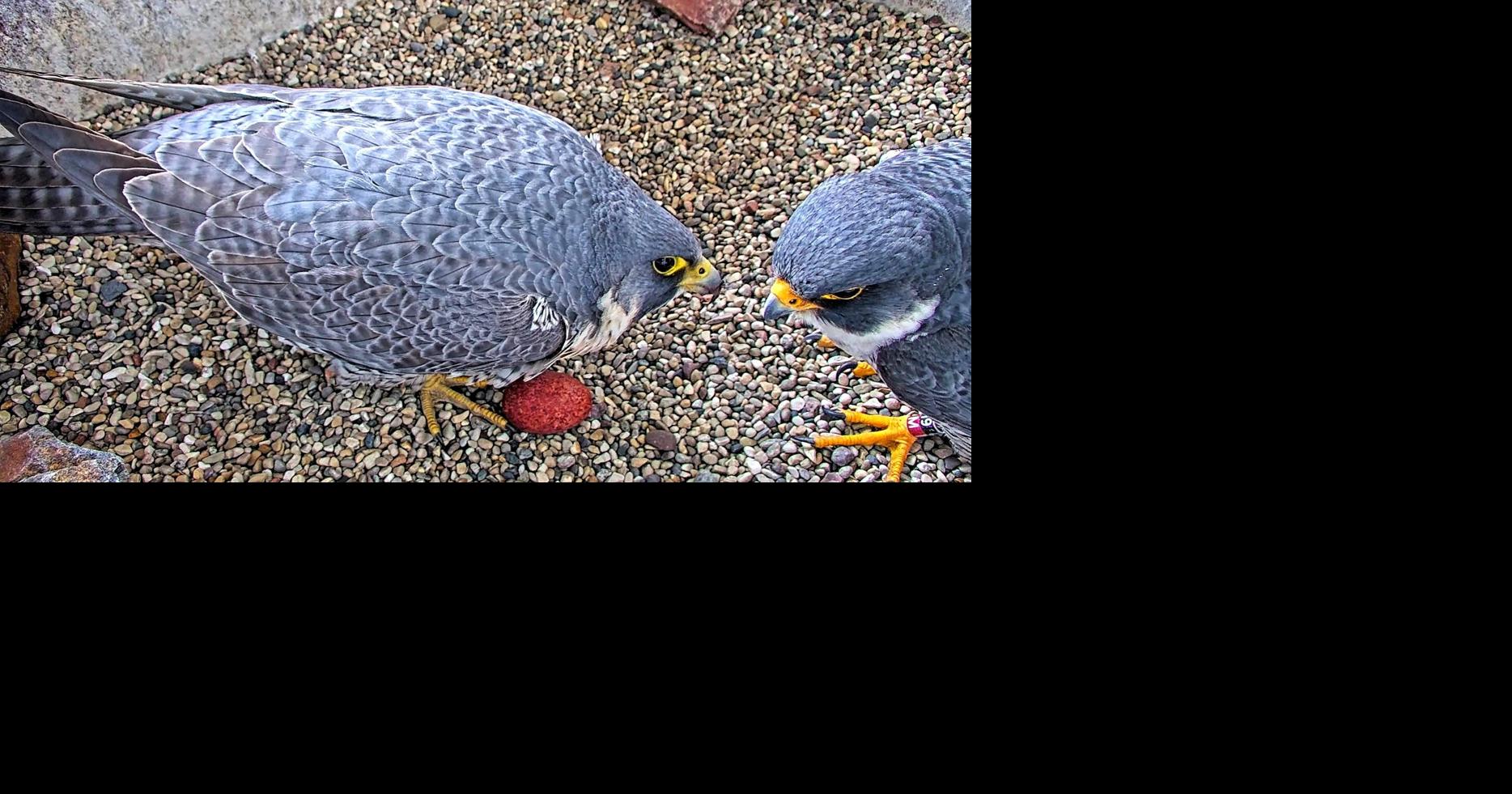 First peregrine falcon egg of season laid at Weston Power Plant | News ...