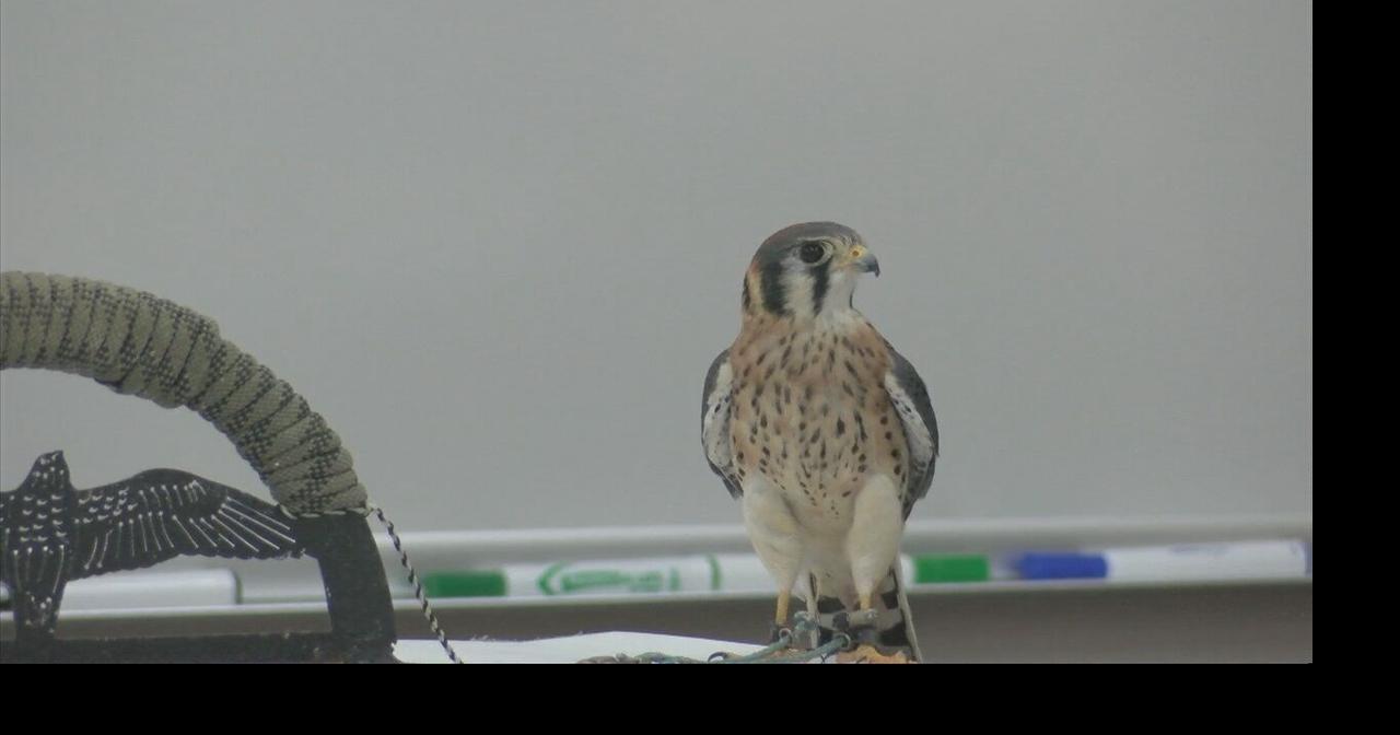 UW-Stevens Point hosts raptor workshop | Top Stories | waow.com