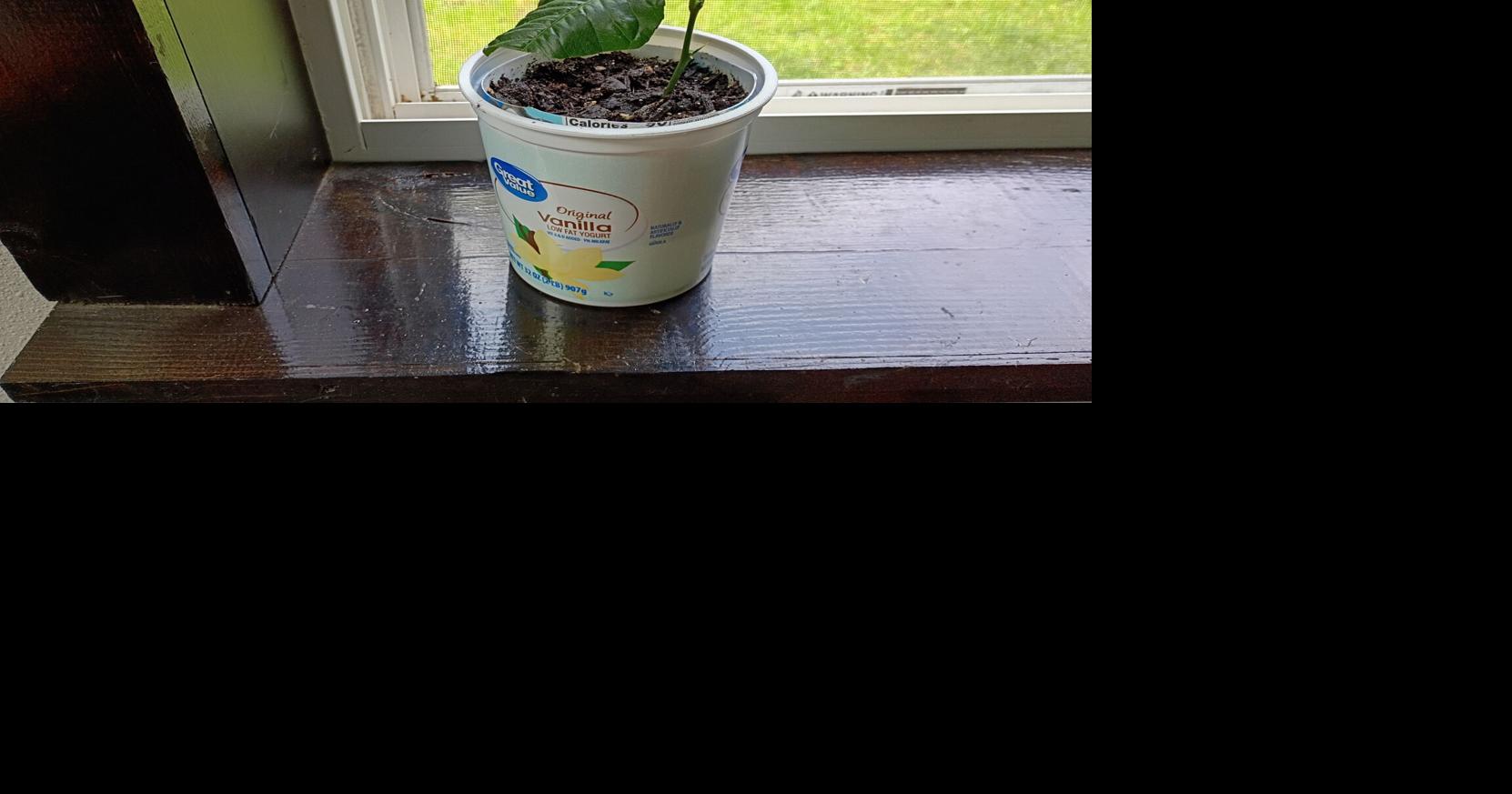 Lemon Tree Success - Garden Goodies 2026