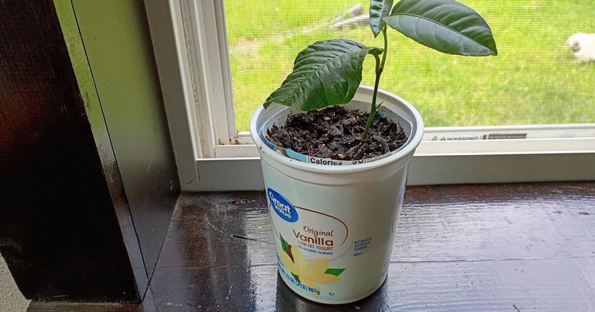 Lemon Tree Success - Garden Goodies 2026