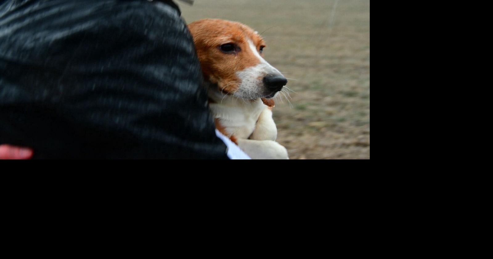 Ridglan Farms to transfer nearly 1,000 beagles to rescue group