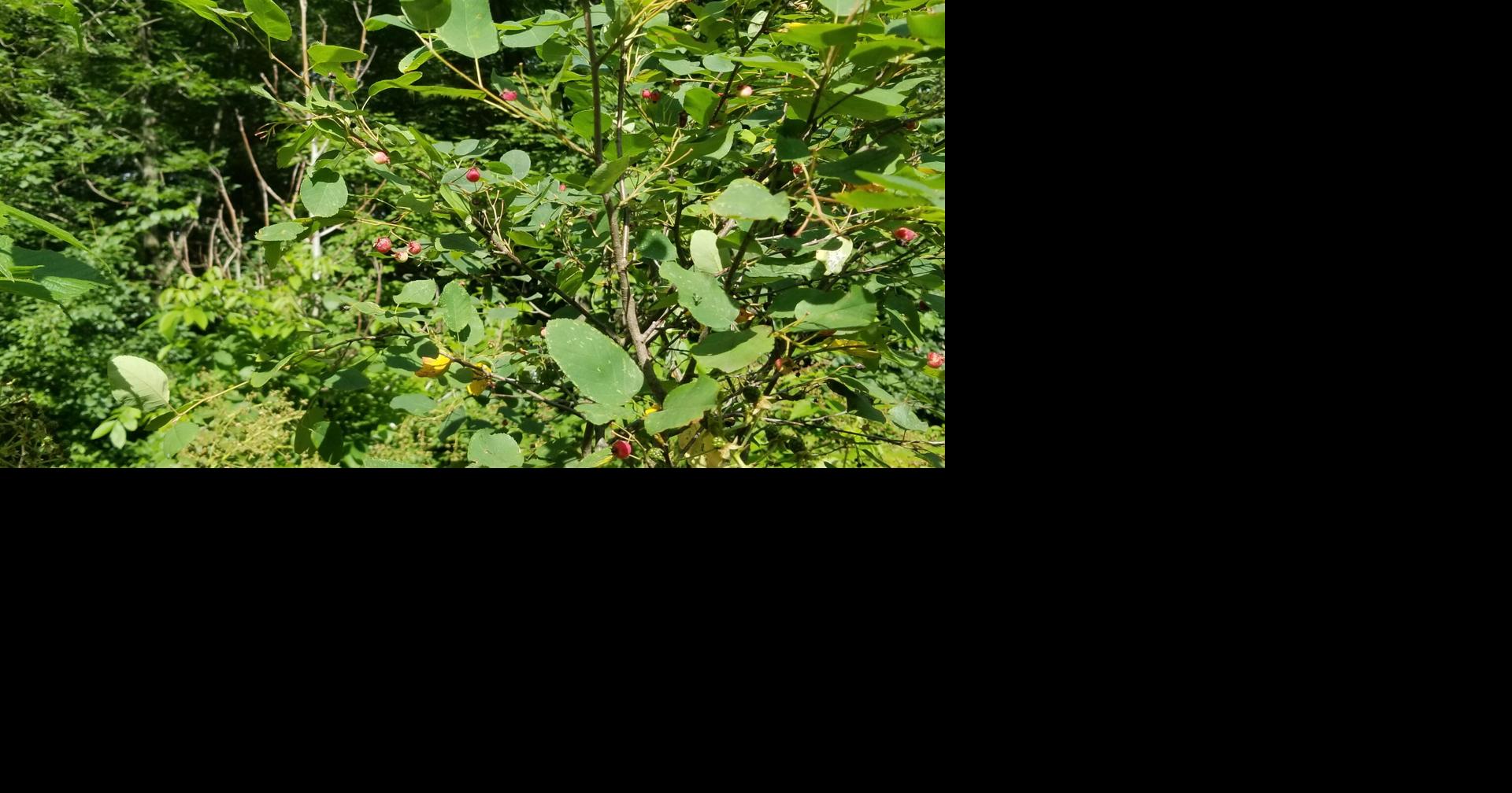 Saskatoons and other flowering fruits - Garden Goodies 2026