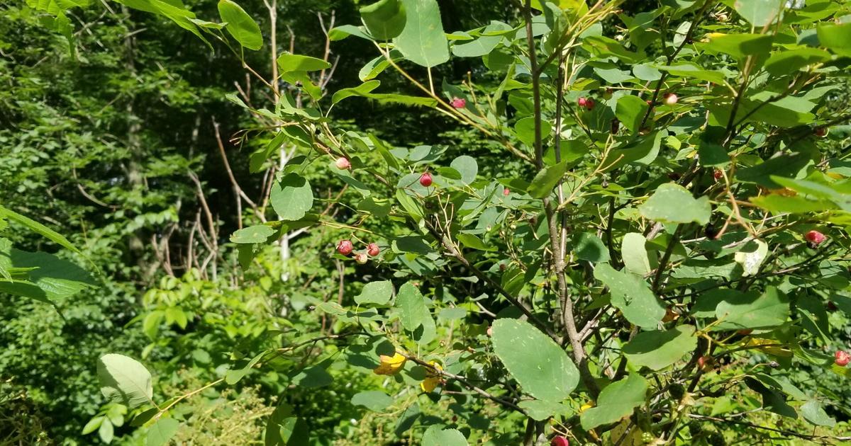 Saskatoons and other flowering fruits - Garden Goodies 2026
