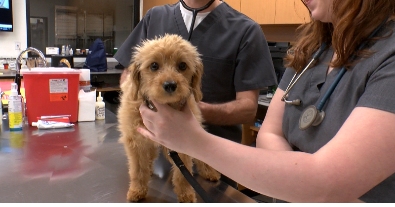 Ways to keep your pets cool in the heat