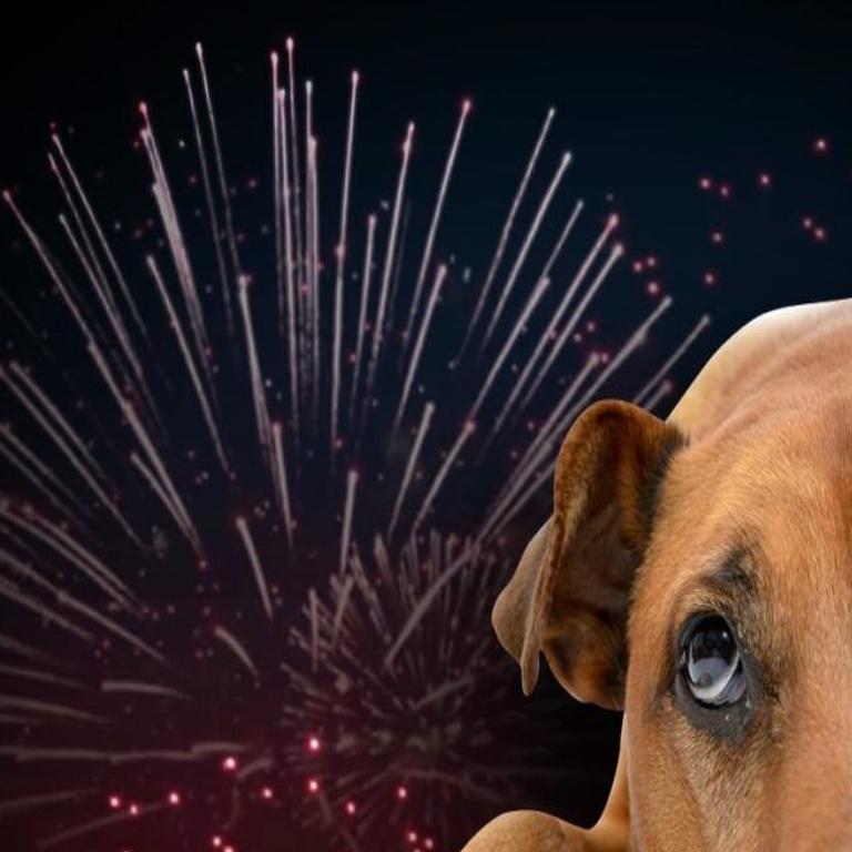 14 Pets Turned Into Animal Control After Fleeing Fireworks News Waow Com