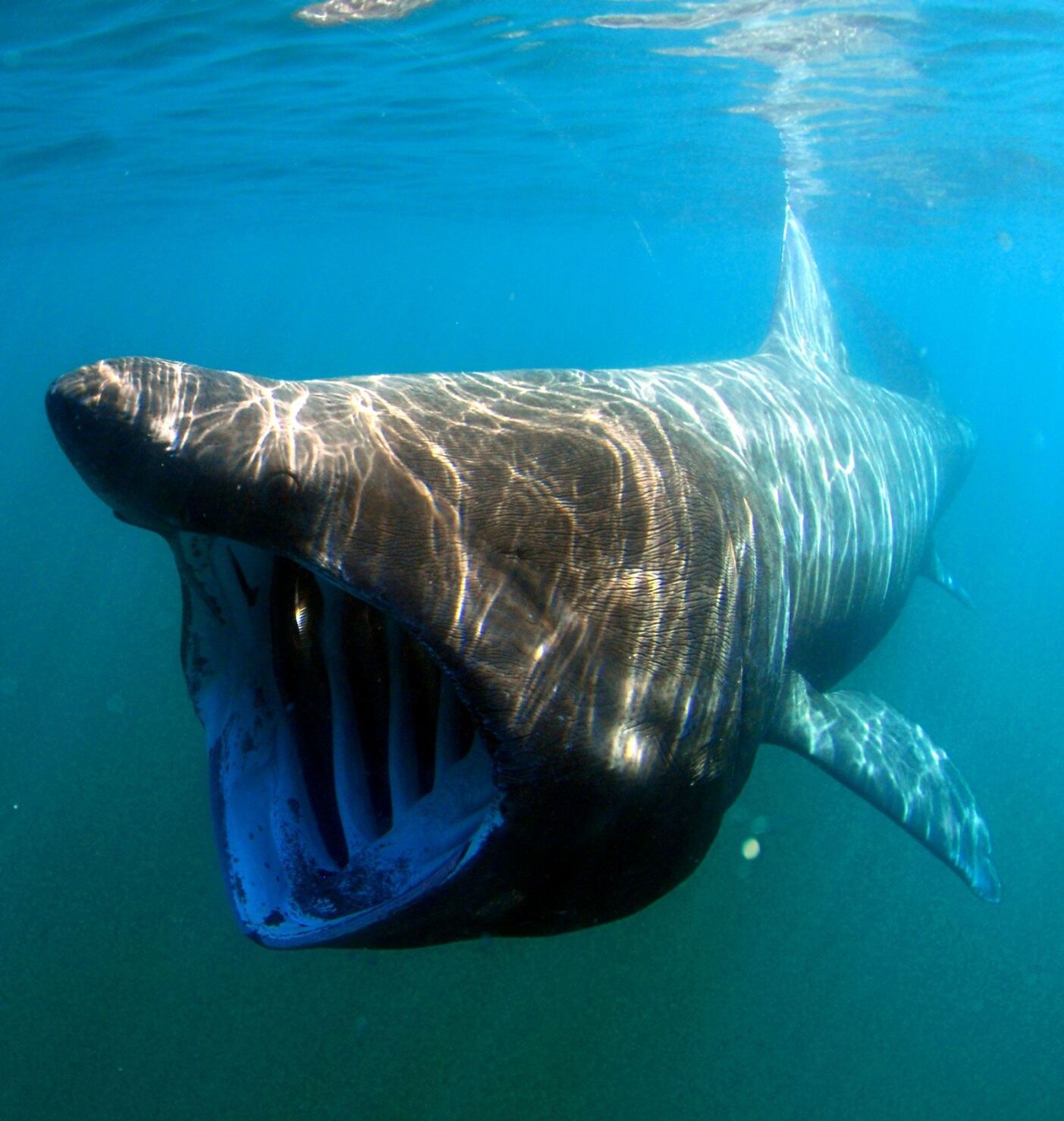 Boat hits massive 23foot shark in rare video footage Water Cooler
