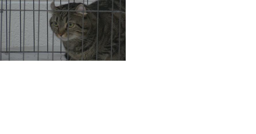 Wausau welcomes cats for annual show - Vimarsana News